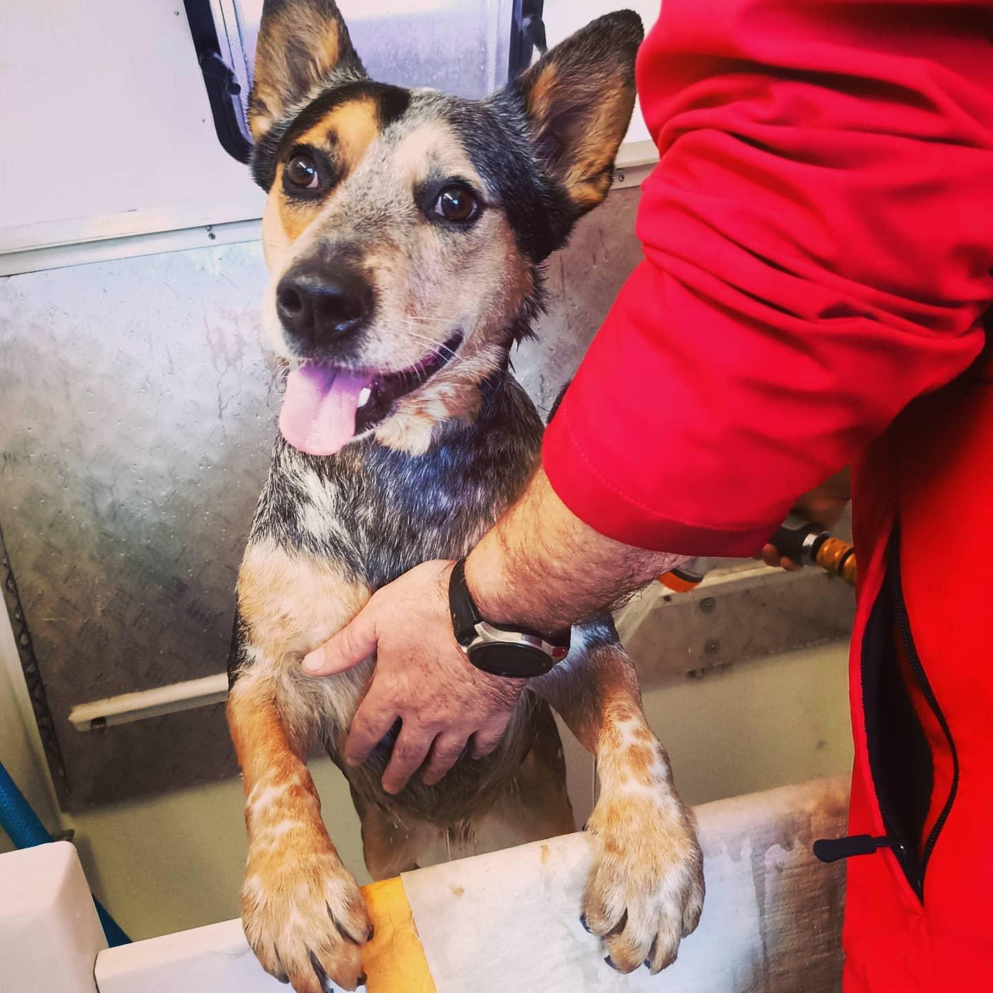 Dog Shedding: Why Your Dog Is Losing So Much Hair (And What You Can Do About It)