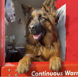 How Often Should You Groom Your Dog? A Complete Guide for Healthy Coats