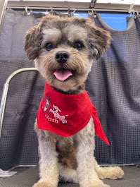 🐾 Why Most Dog Owners Are Washing Their Dogs Wrong (And How to Fix It in One Visit)