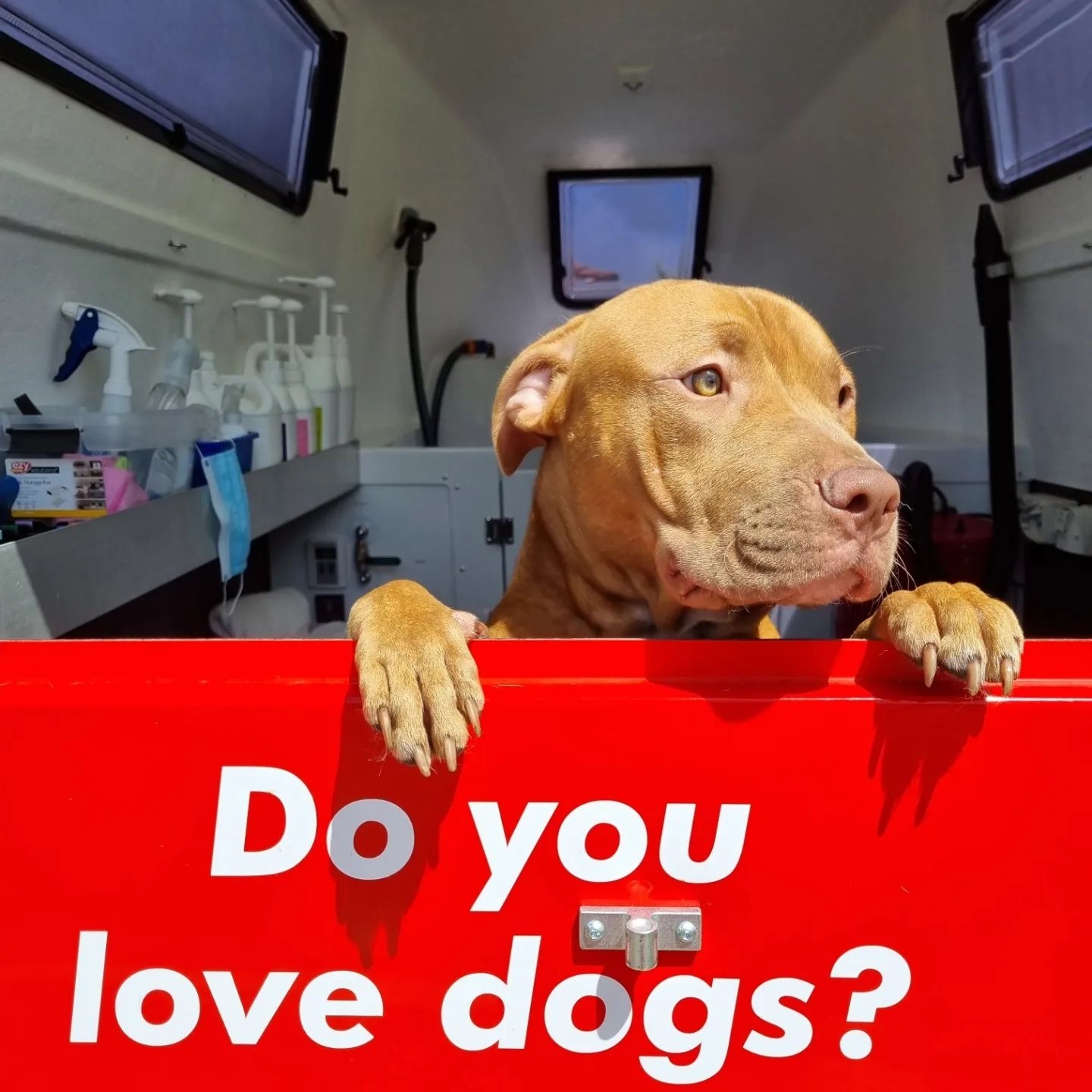 Your Dog Thinks You’re Their Whole World — Here’s How to Make It Even Better