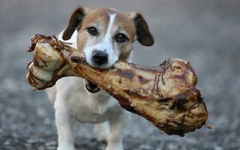 Be Choosy About Dog Chews