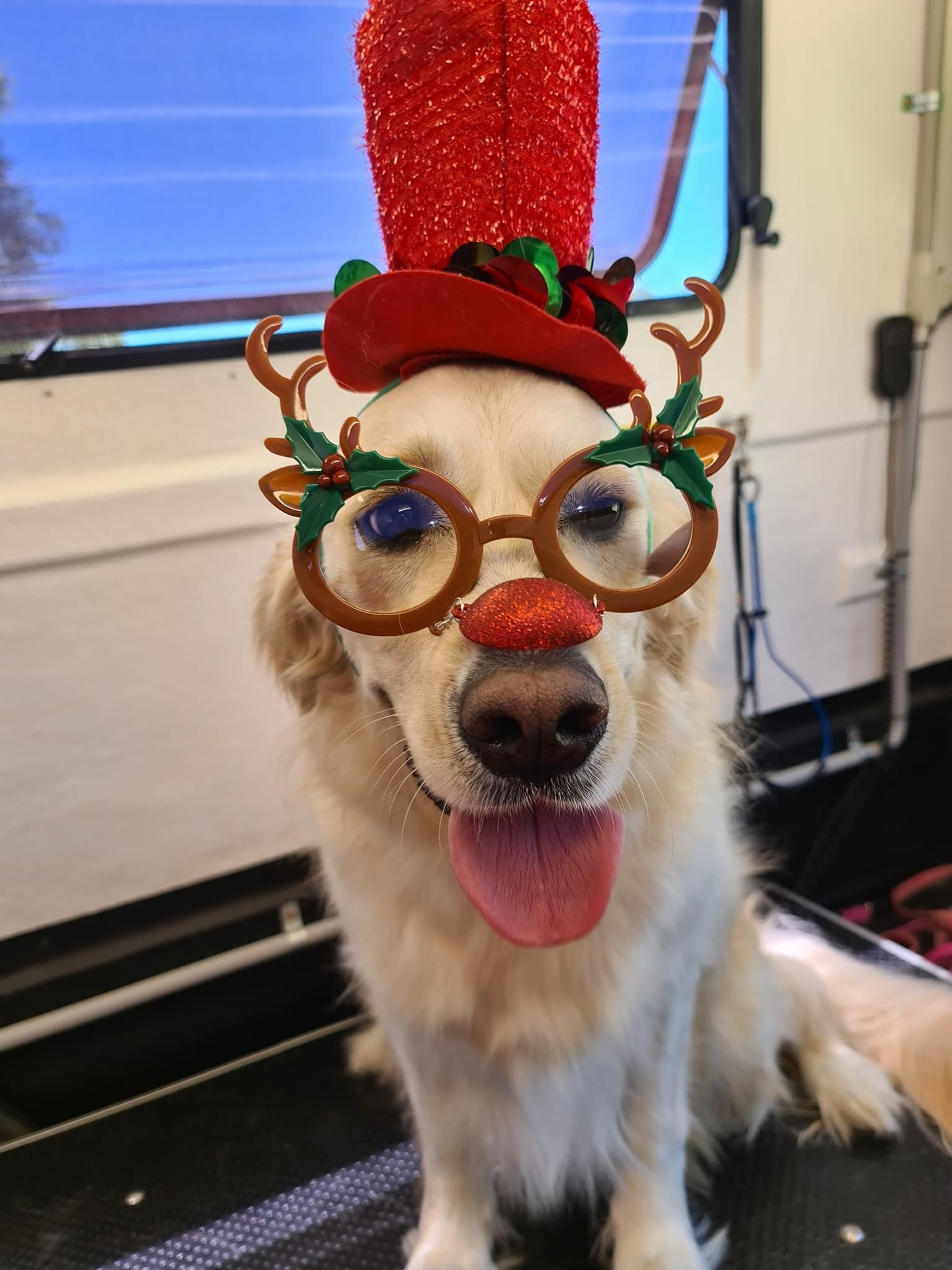 What Will Your Pooch Say To You Christmas Eve?