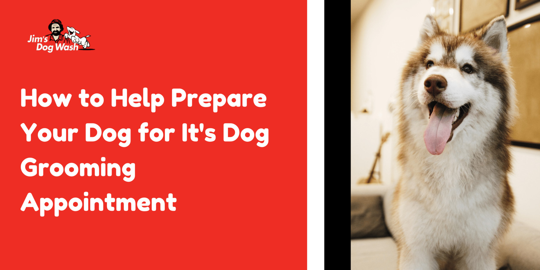 Top 10 Tips for Keeping Your Dog’s Coat Healthy Between Grooming Sessions