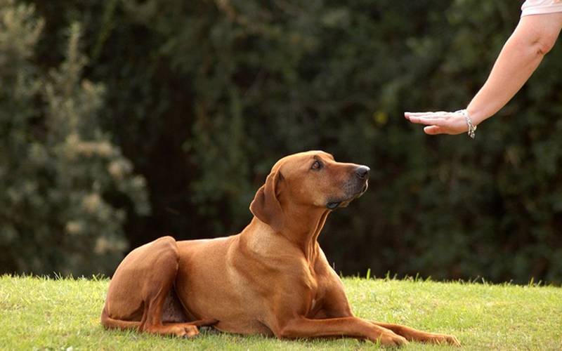 Top Tips To Change Your Dog’s Behaviour