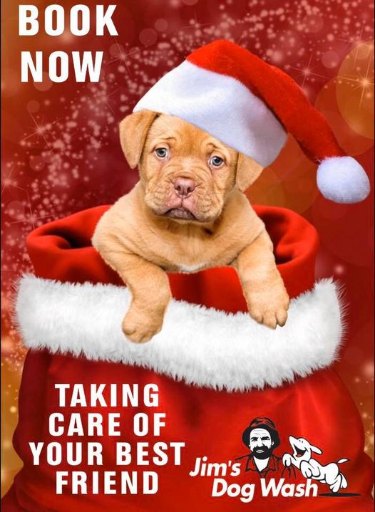 Keeping Your Dog Safe During Christmas Celebrations