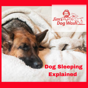 What Your Dog’s Sleeping Position Says About Them
