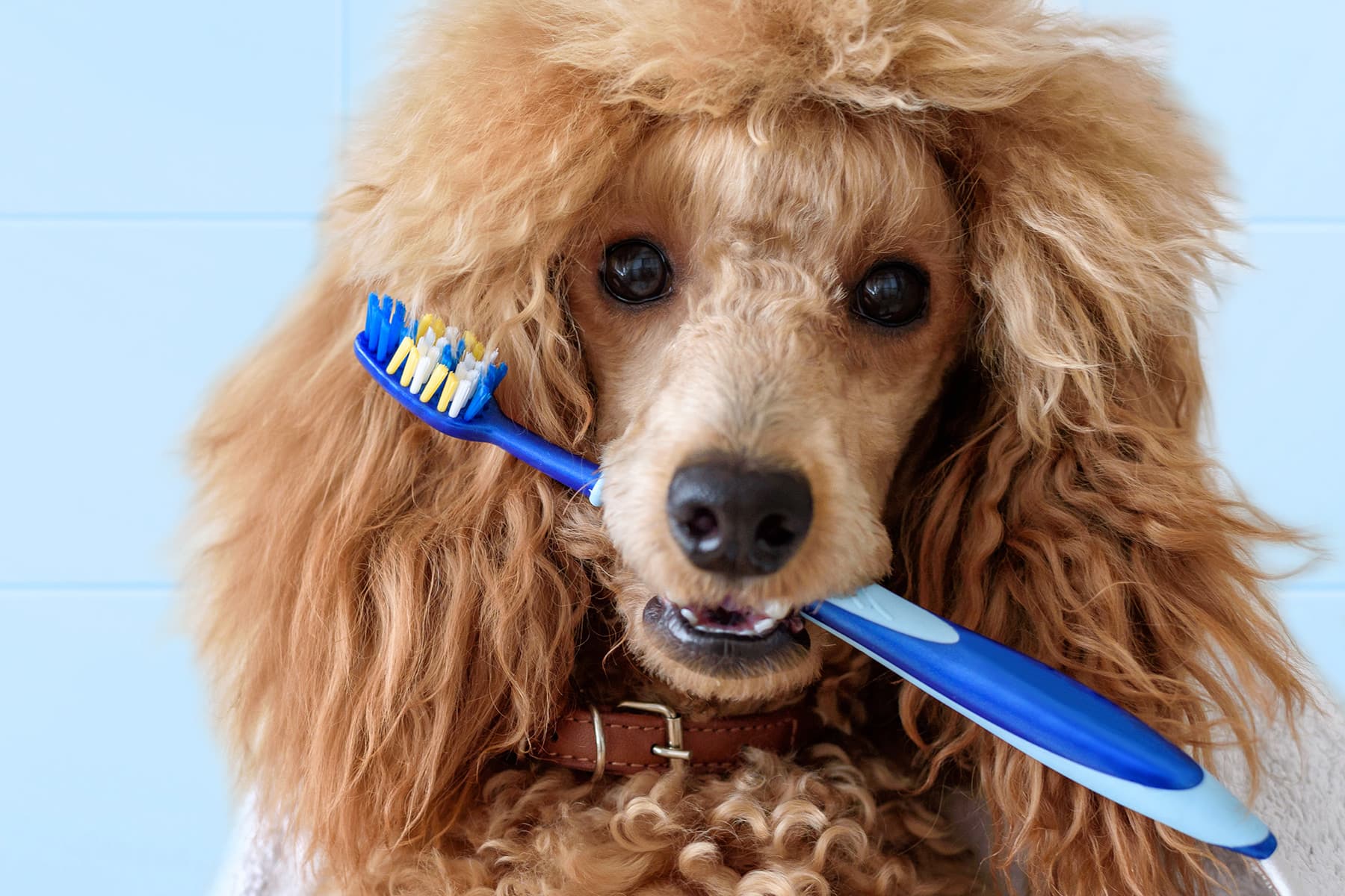 Top Tips For Taking Care of Your Dog’s Teeth